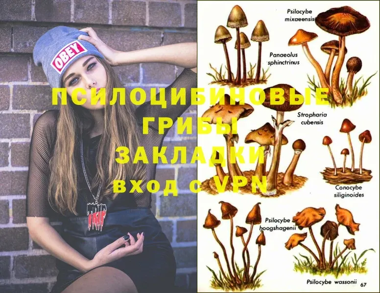 МЕГА   Добрянка  Псилоцибиновые грибы Psilocybine cubensis 